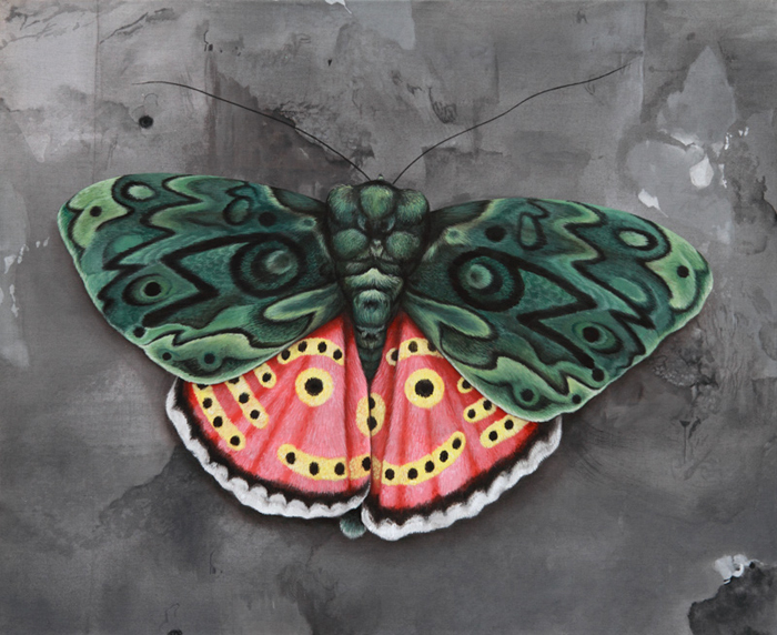 cocobergholm butterfly