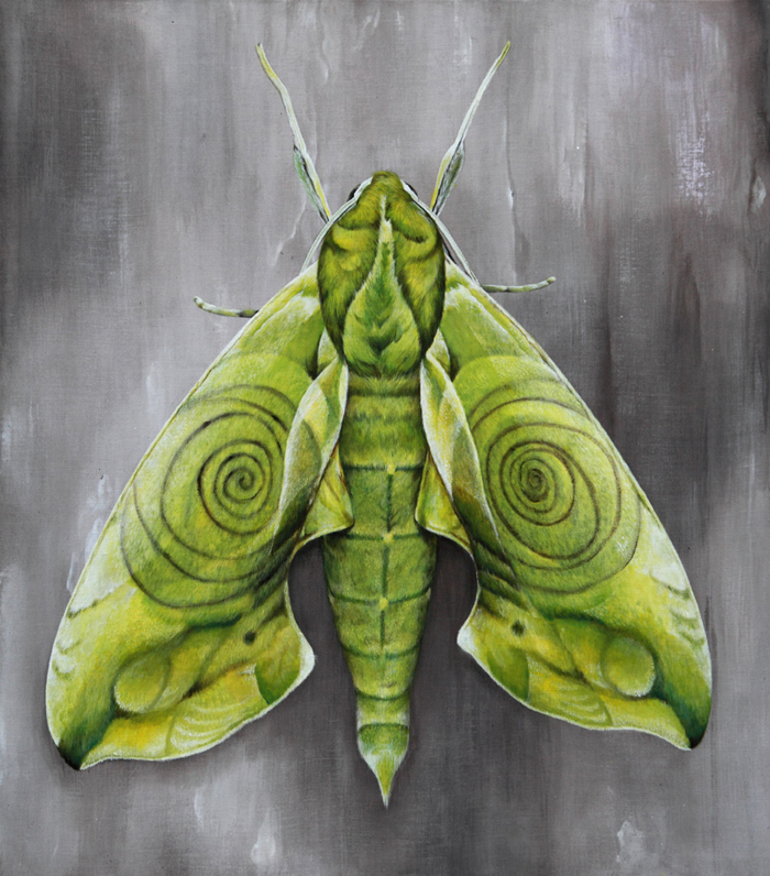 cocobergholm butterfly