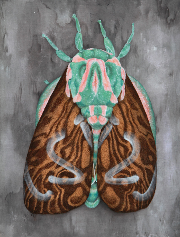 cocobergholm butterfly